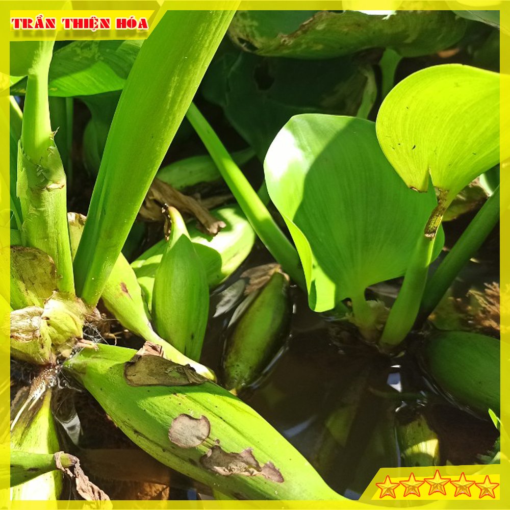 CỦ BÈO TÂY HAY GỌI LÀ LỤC BÌNH CHUYÊN GIA LỌC NƯỚC HỒ CÁ , TRANG TRÍ RẤT ĐẸP MẮT