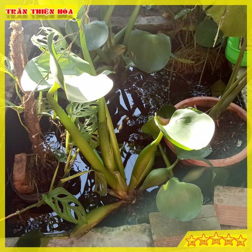 CỦ BÈO TÂY HAY GỌI LÀ LỤC BÌNH CHUYÊN GIA LỌC NƯỚC HỒ CÁ , TRANG TRÍ RẤT ĐẸP MẮT