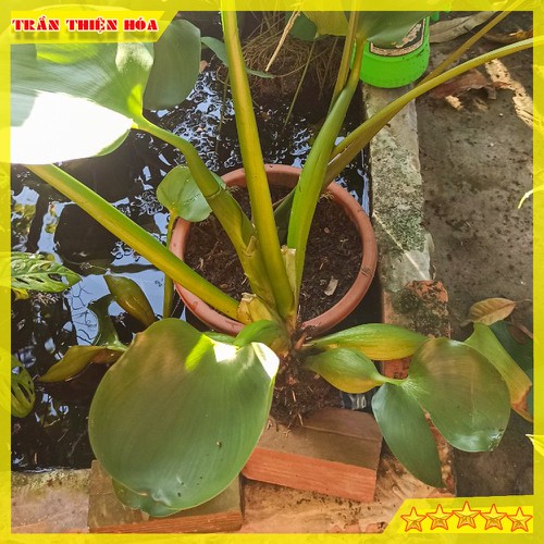 CỦ BÈO TÂY HAY GỌI LÀ LỤC BÌNH CHUYÊN GIA LỌC NƯỚC HỒ CÁ , TRANG TRÍ RẤT ĐẸP MẮT