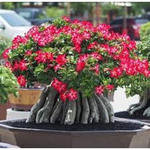 SỨ THÁI KIM TỰ THÁP (CÂY SỨ CHÂN DÀI)