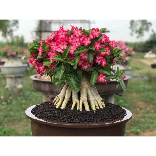 SỨ THÁI KIM TỰ THÁP (CÂY SỨ CHÂN DÀI)