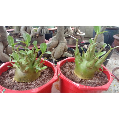 SỨ THÁI KIM TỰ THÁP (CÂY SỨ CHÂN DÀI)