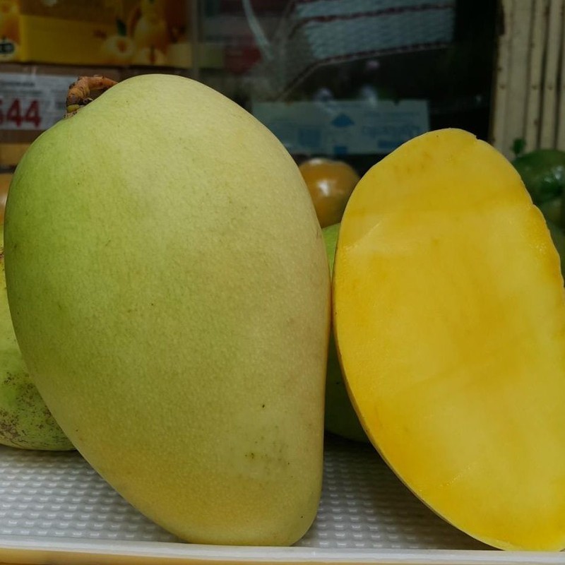 cây xoài tứ quý, giống xoài ghép, có quả sau 3 tháng (tỉ lệ sống 100%)