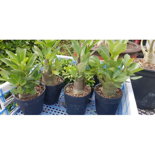 SỨ THÁI KIM TỰ THÁP (CÂY SỨ CHÂN DÀI)