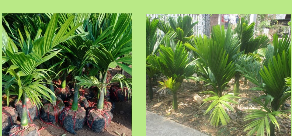 CÂY CAU LÙN - CÂY GIỐNG F1 - CAM KẾT GIỐNG CHUẨN - gốc to (tỉ lệ sống 100%)