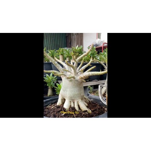 SỨ THÁI KIM TỰ THÁP (CÂY SỨ CHÂN DÀI)