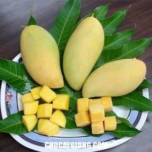 cây xoài tứ quý, giống xoài ghép, có quả sau 3 tháng (tỉ lệ sống 100%)