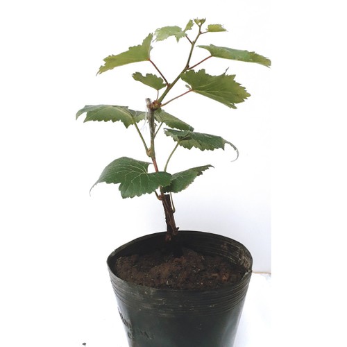 Cây Nho Hồng Nhật Giống (Ngón Tay, NH01-152) Đã Ghép Sẵn (cam kết sống 100%)