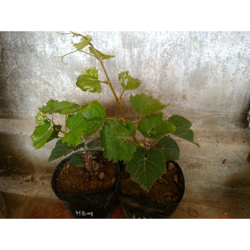 Cây Nho Hồng Nhật Giống (Ngón Tay, NH01-152) Đã Ghép Sẵn (cam kết sống 100%)