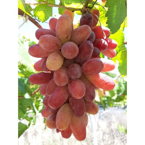 Cây Nho Hồng Nhật Giống (Ngón Tay, NH01-152) Đã Ghép Sẵn (cam kết sống 100%)