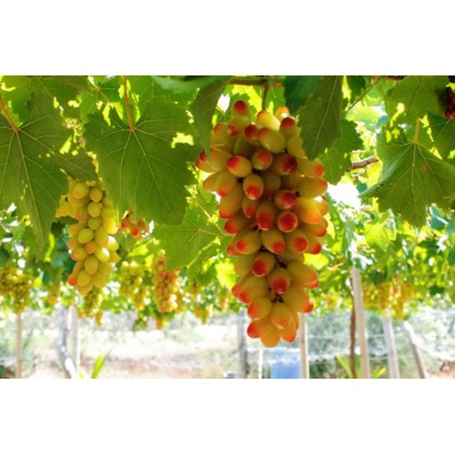 Cây Nho Hồng Nhật Giống (Ngón Tay, NH01-152) Đã Ghép Sẵn (cam kết sống 100%)
