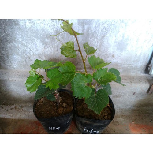 Cây Nho Hồng Nhật Giống (Ngón Tay, NH01-152) Đã Ghép Sẵn (cam kết sống 100%)