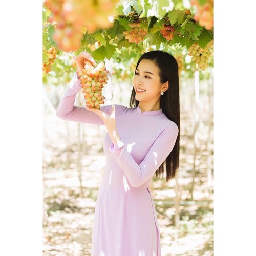 Cây Nho Hồng Nhật Giống (Ngón Tay, NH01-152) Đã Ghép Sẵn (cam kết sống 100%)