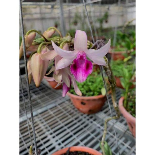 Cây giống lan giả hạc Mày Lòi