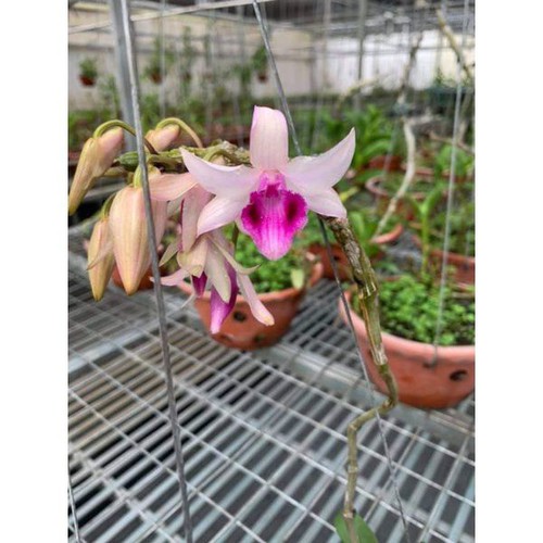 Cây giống lan giả hạc Mày Lòi