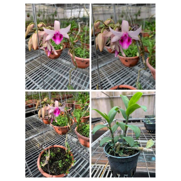 Cây giống lan giả hạc Mày Lòi