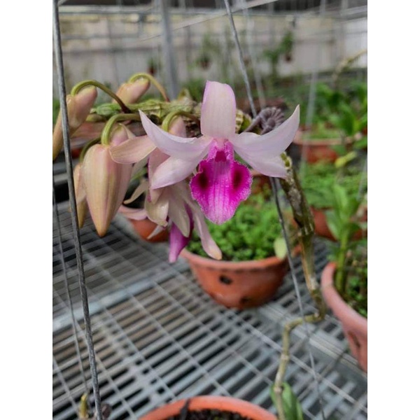 Cây giống lan giả hạc Mày Lòi