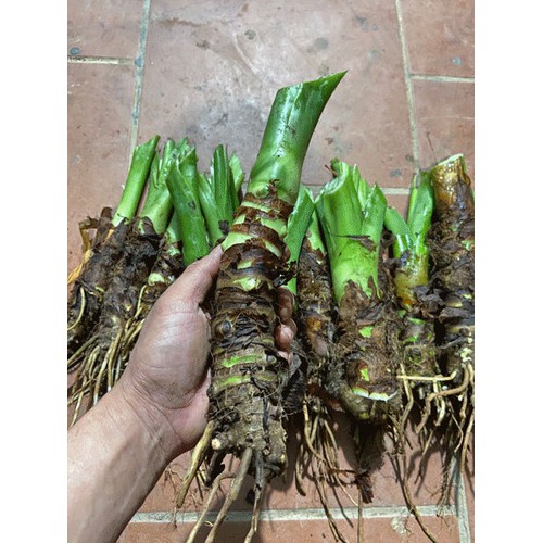 cây ráy voi trồng cảnh