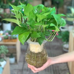 (MỚI) Cây Vạn Niên Thanh thủy sinh để bàn - cam kết chất lượng (MỚI) Cây Vạn Niên Thanh thủy sinh để bàn - cam kết chất lượng