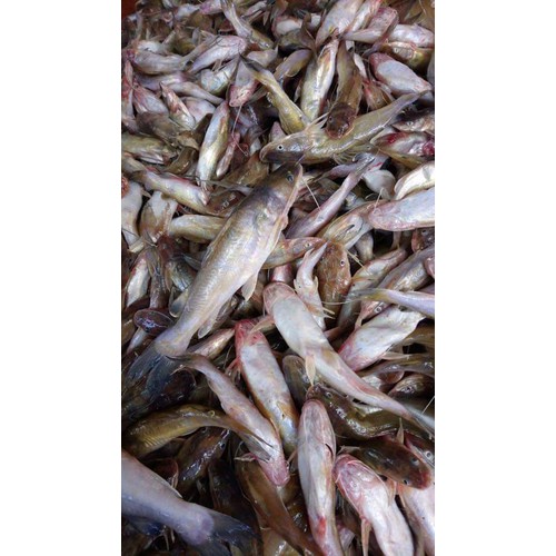 khô cá lăng phồng An Giang