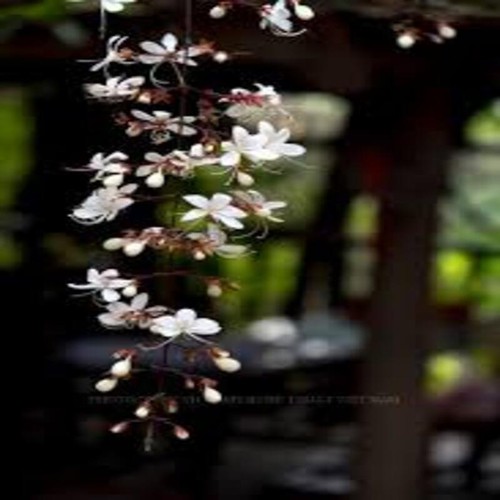 DẠ NGỌC MINH CHÂU