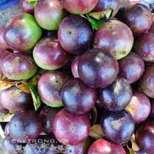 CÂY GIỐNG VÚ SỮA TÍM HÀNG GIEO HẠT