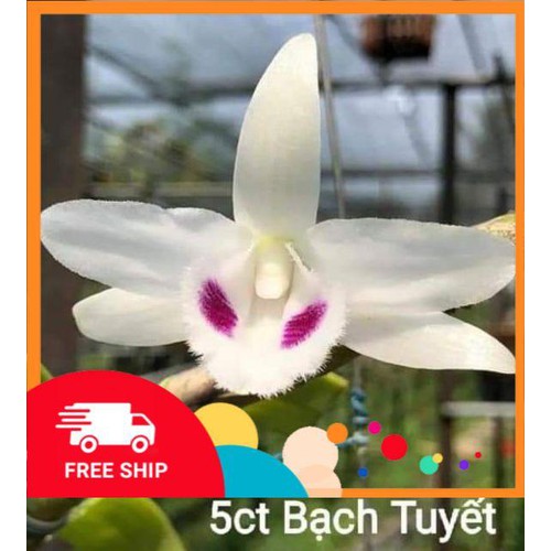 lan phi điệp đột biến 5 cánh trắng BẠCH TUYẾT