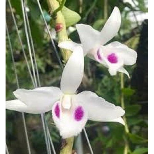 lan phi điệp đột biến 5 cánh trắng BẠCH TUYẾT