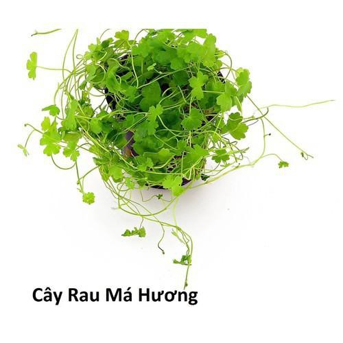BẦU CÂY RAU MÁ ĐỦ LOẠI,BẦU CÂY RAU MÁ ĐỦ LOẠI: RAU MÁ LÁ NHỎ -MÁ MÈO, RAU MÁ LÁ SEN, RAU MÁ TA