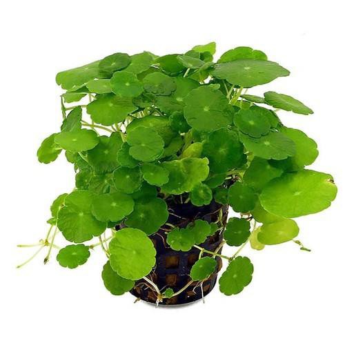 BẦU CÂY RAU MÁ ĐỦ LOẠI,BẦU CÂY RAU MÁ ĐỦ LOẠI: RAU MÁ LÁ NHỎ -MÁ MÈO, RAU MÁ LÁ SEN, RAU MÁ TA