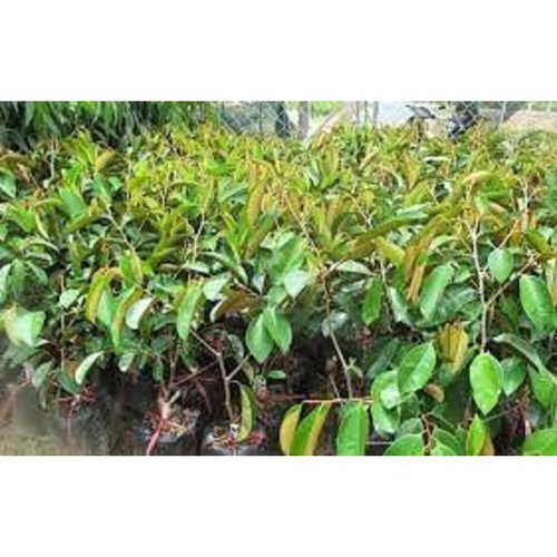 CÂY GIỐNG VÚ SỮA TÍM HÀNG GIEO HẠT