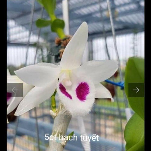 lan phi điệp đột biến 5 cánh trắng BẠCH TUYẾT