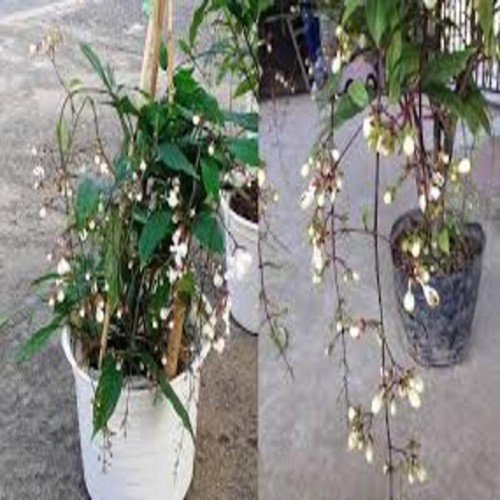 DẠ NGỌC MINH CHÂU