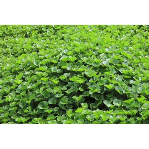 BẦU CÂY RAU MÁ ĐỦ LOẠI,BẦU CÂY RAU MÁ ĐỦ LOẠI: RAU MÁ LÁ NHỎ -MÁ MÈO, RAU MÁ LÁ SEN, RAU MÁ TA