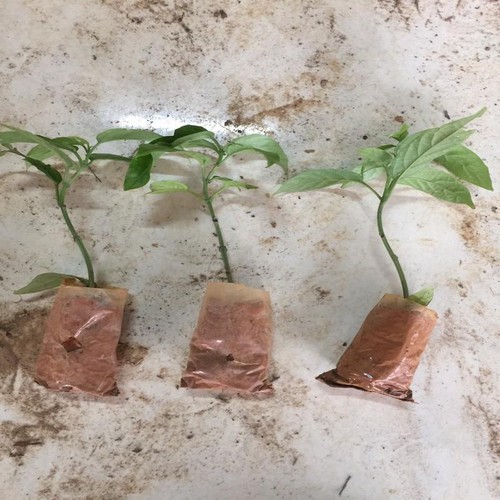 DẠ NGỌC MINH CHÂU