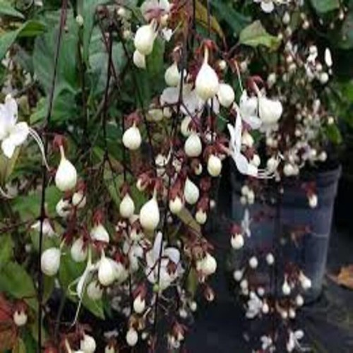 DẠ NGỌC MINH CHÂU