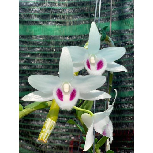 lan phi điệp đột biến 5 cánh trắng BẠCH TUYẾT