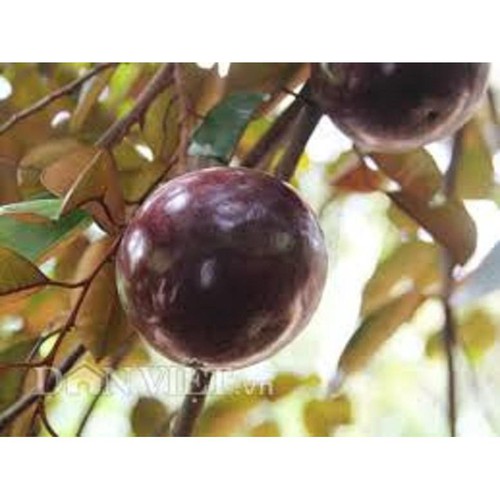 CÂY GIỐNG VÚ SỮA TÍM HÀNG GIEO HẠT