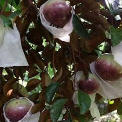 CÂY GIỐNG VÚ SỮA TÍM HÀNG GIEO HẠT