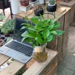 (HOT) Cây Vạn Niên Thanh thủy sinh để bàn , cây cực đẹp giá rẻ, nhắn tin cho shop để được tư vấn chi tiết (HOT) Cây Vạn Niên Thanh thủy sinh để bàn , cây cực đẹp giá rẻ, nhắn tin cho shop để được tư vấn chi tiết