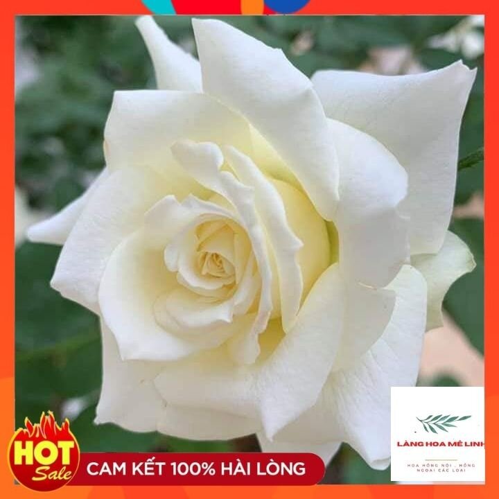 Cập nhật với hơn 133 về hình ảnh hoa hồng màu trắng mới nhất