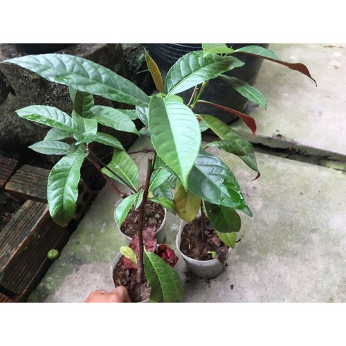 Cây giống lá liễu ( lá xanh đỏ )