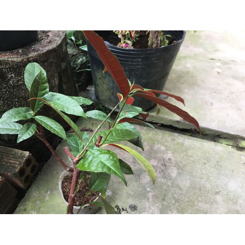 Cây giống lá liễu ( lá xanh đỏ )