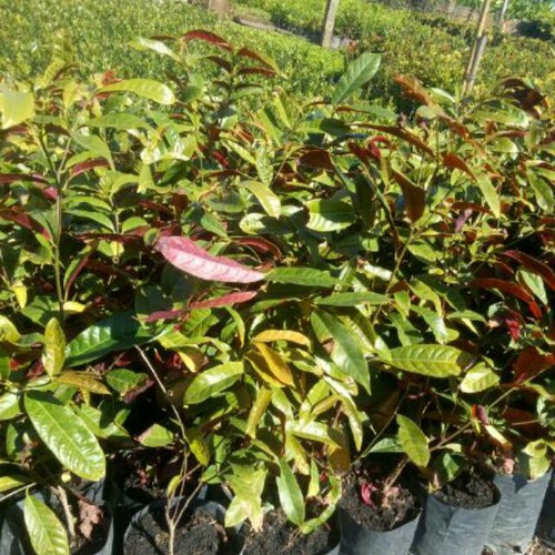 Cây giống lá liễu ( lá xanh đỏ )