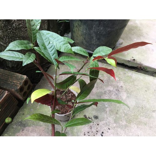 Cây giống lá liễu ( lá xanh đỏ )