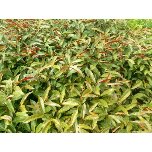 Cây giống lá liễu ( lá xanh đỏ )