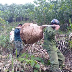 Guốc trèo cây 2 đinh  bắt ong hái lan rừng