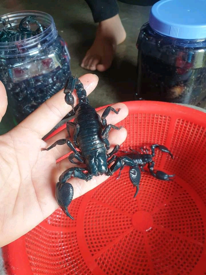 Bọ cạp 20 con