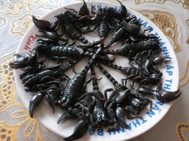 Bọ cạp 20 con
