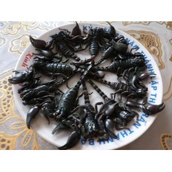 Bọ cạp 20 con